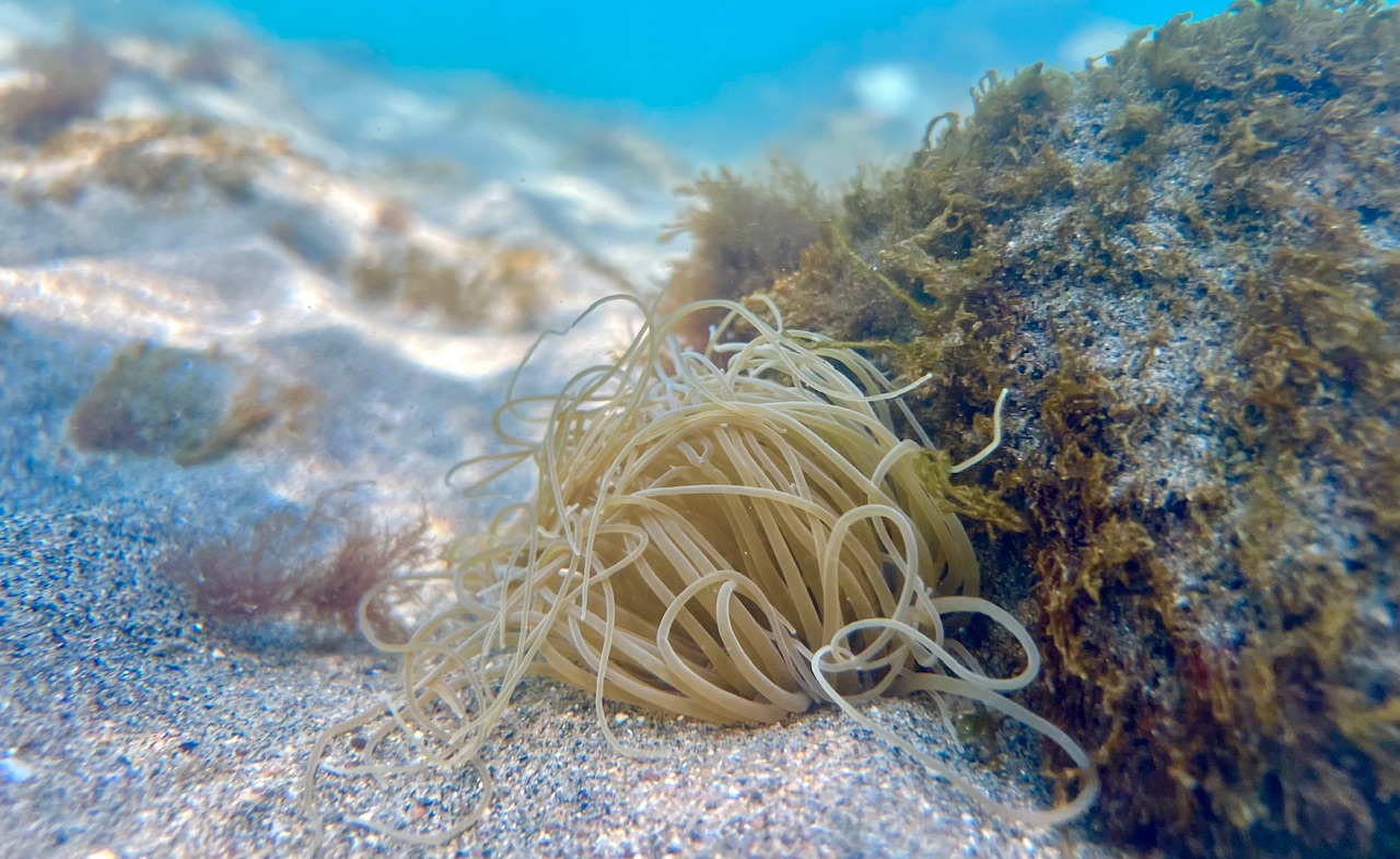 Lanemone capelli di Venere